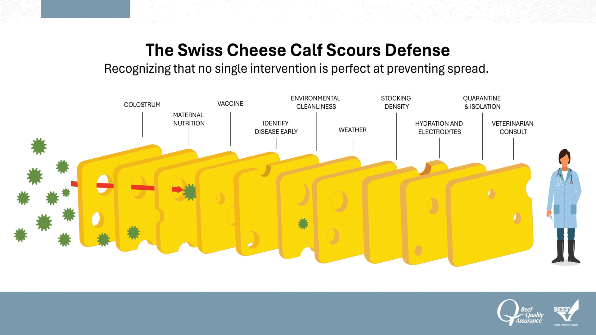 Swiss cheese calf scours -BQA.png